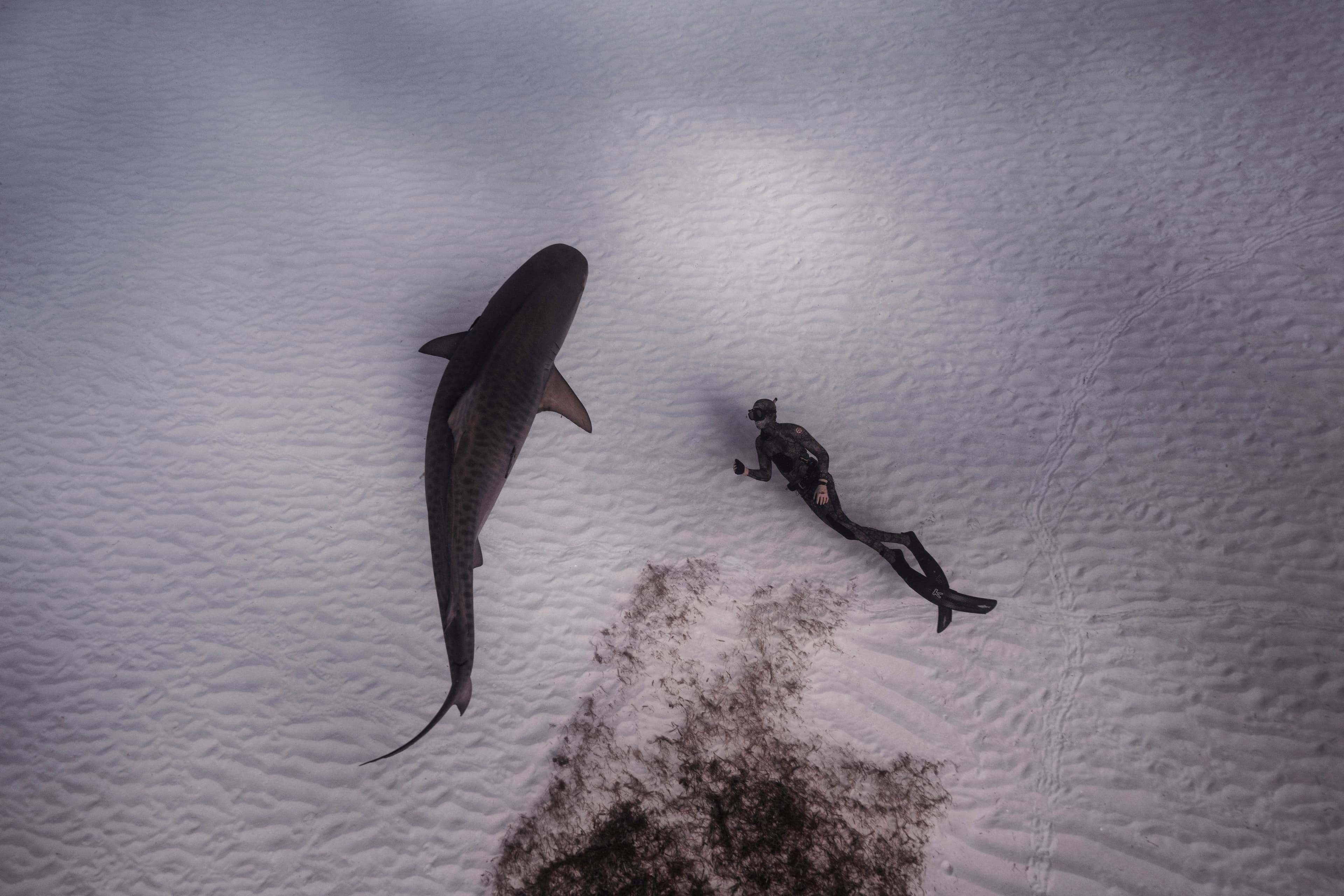Tiger Sharks