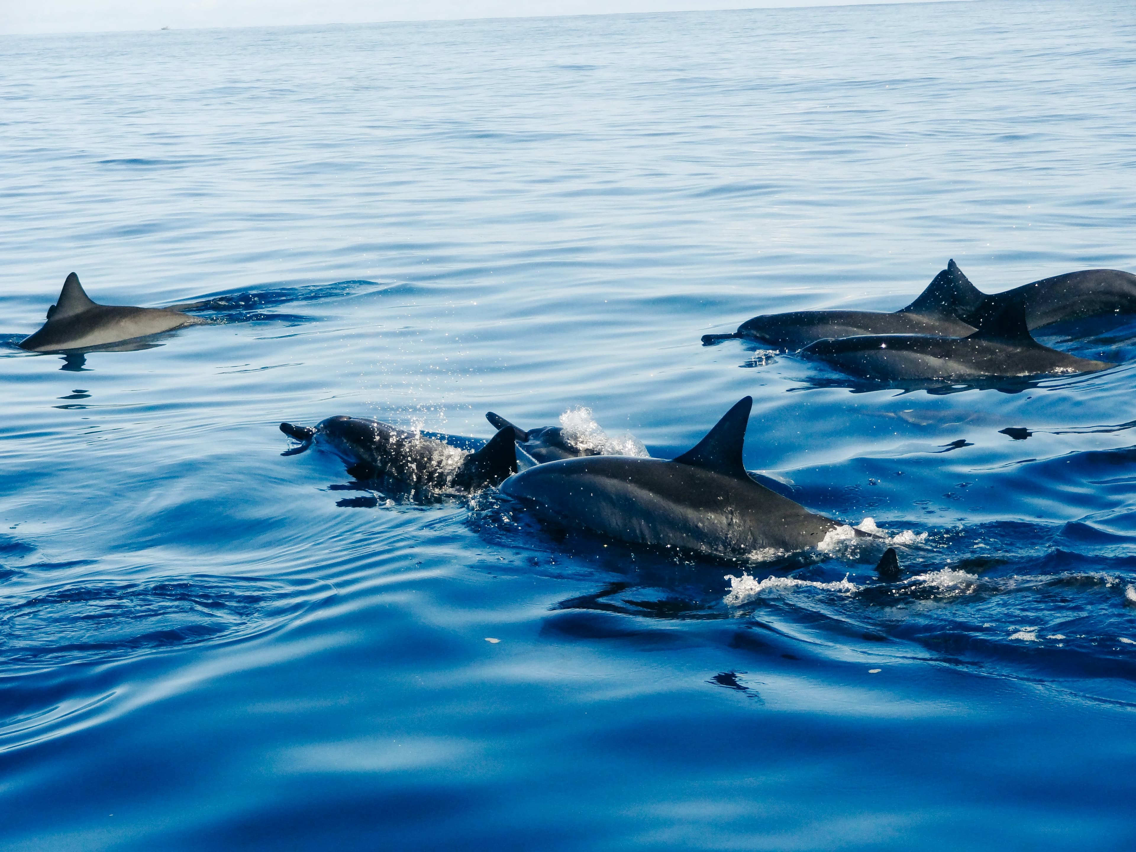 Dolphin Dance