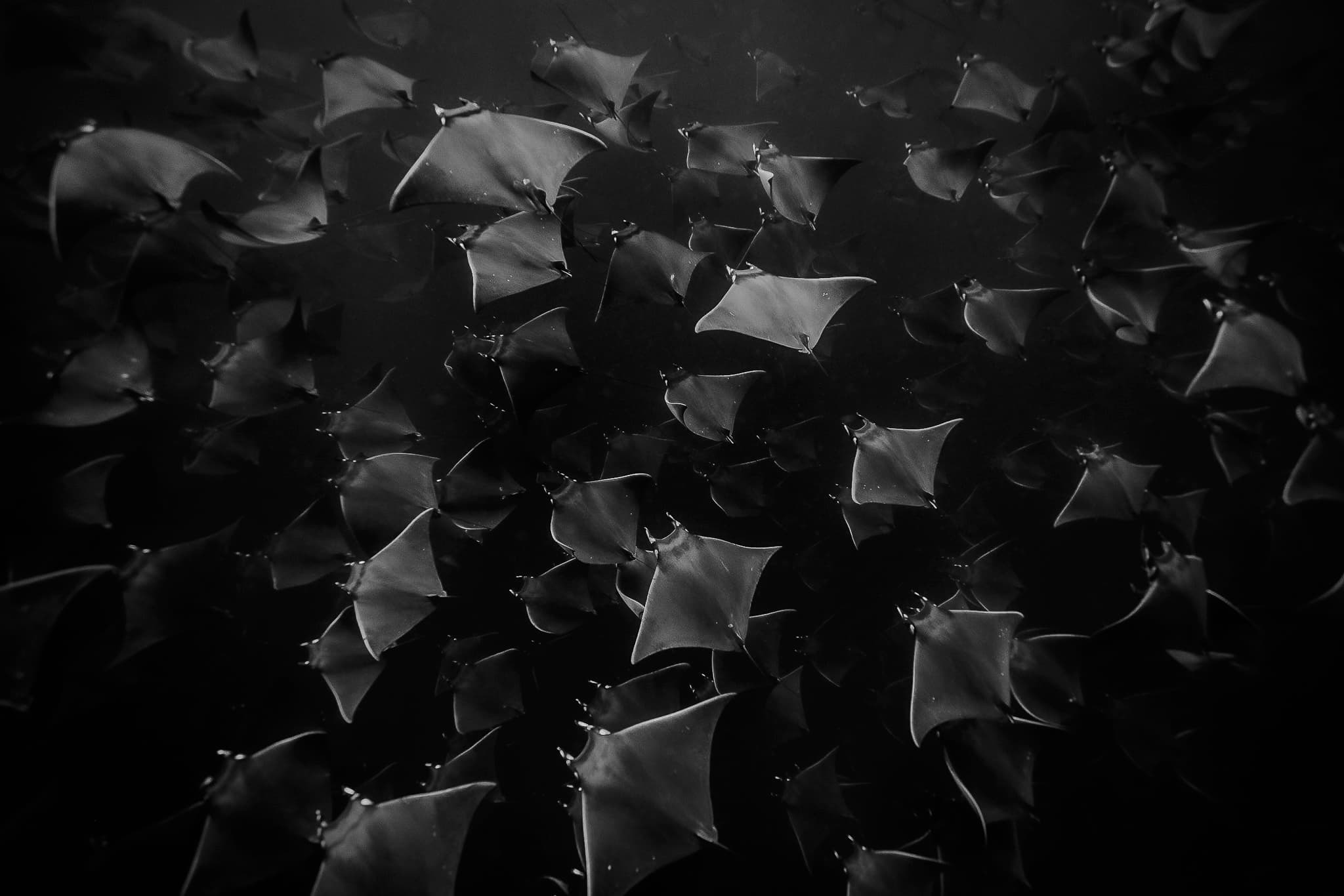 Mobula Ray Migration