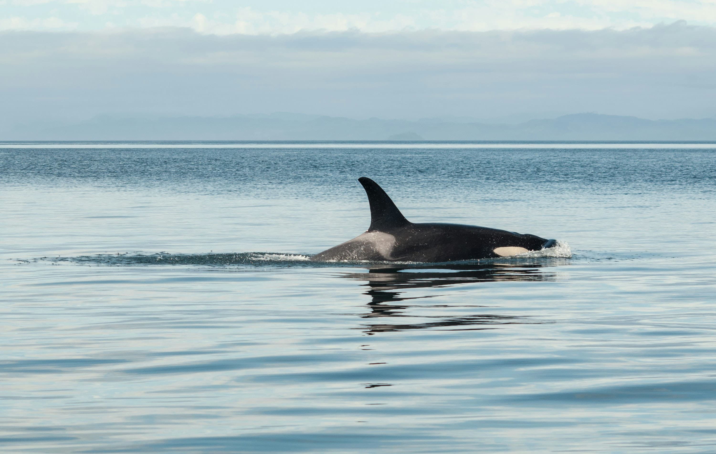 Orca Expeditions