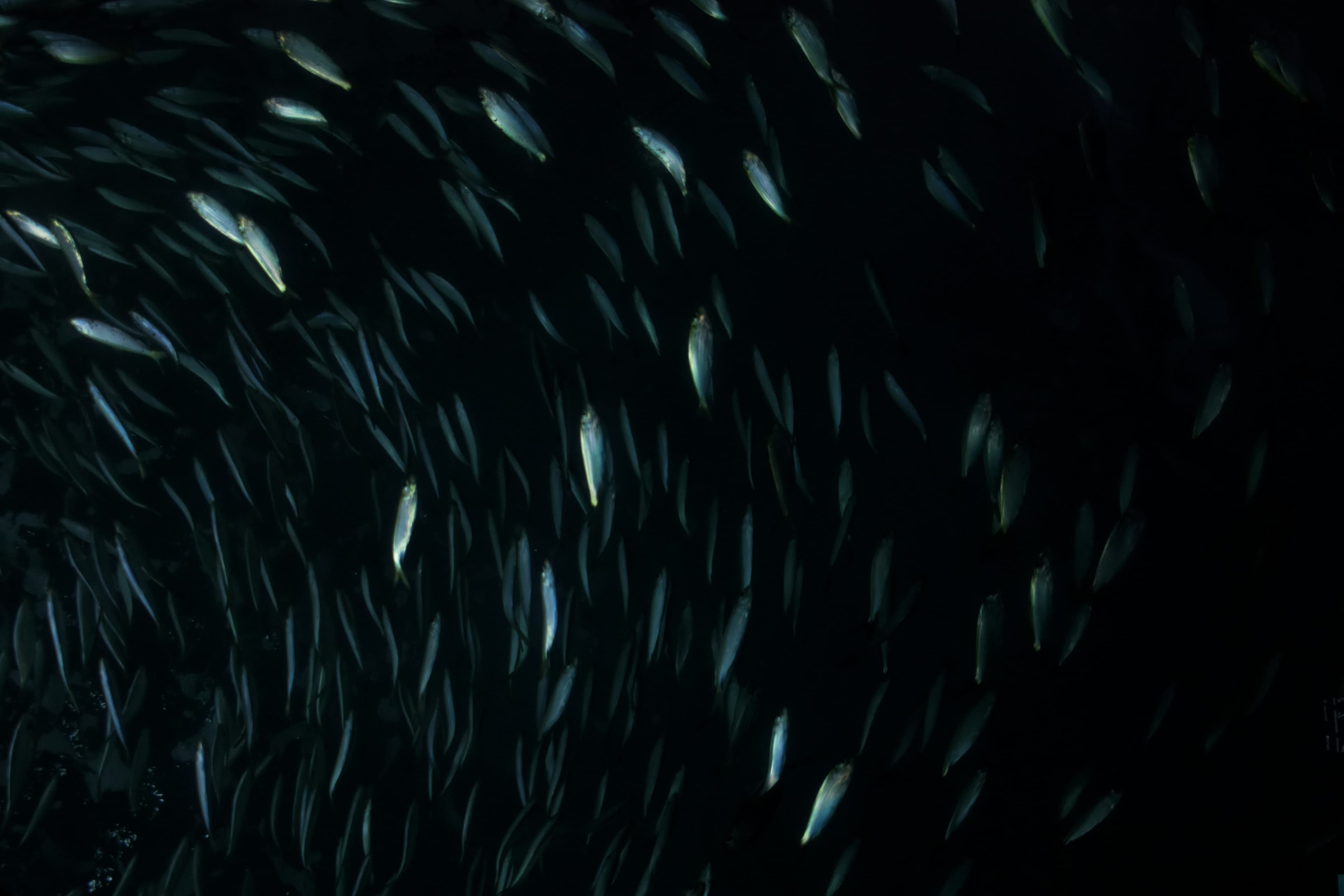 Sardine Run
