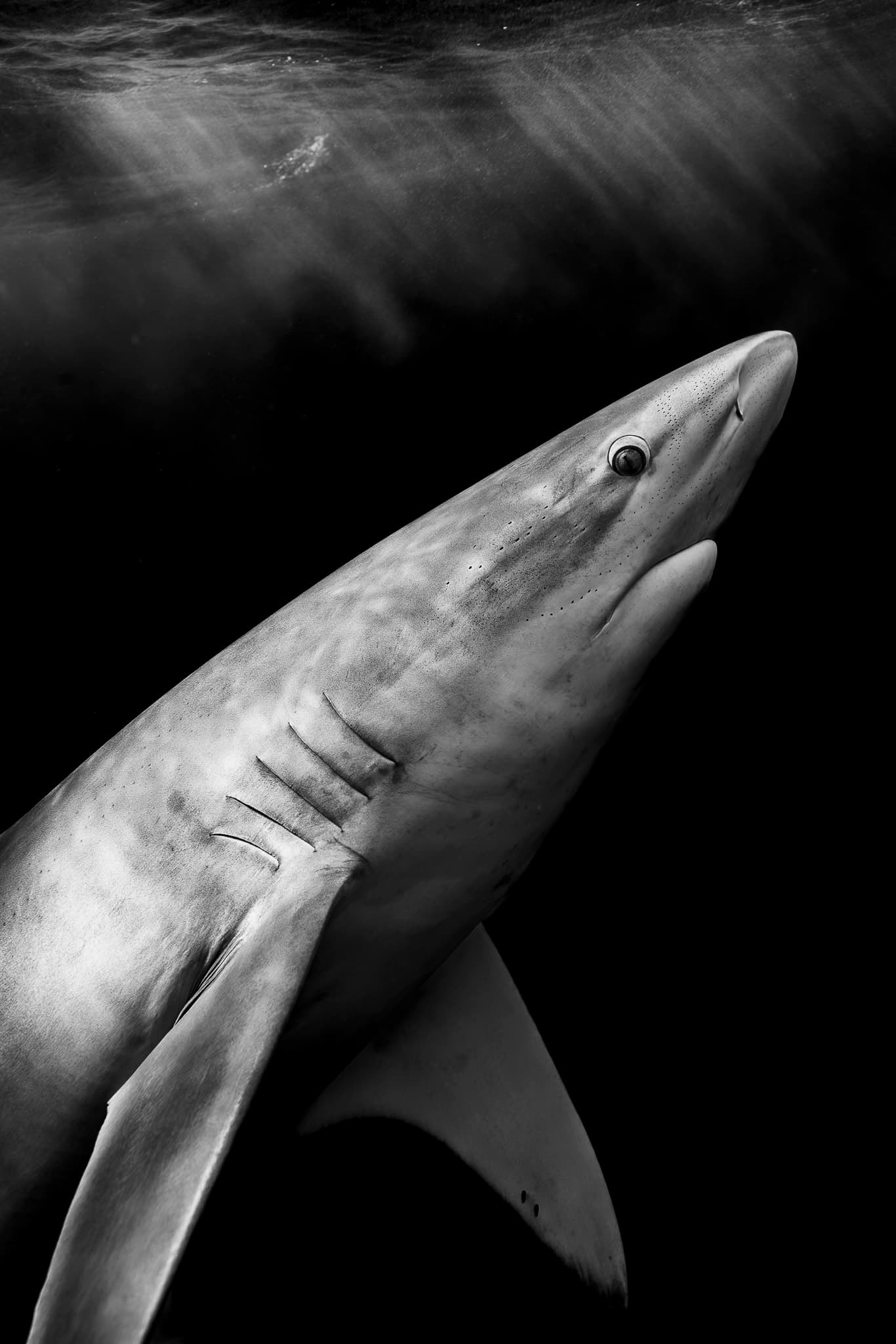 Great White. No. 01
