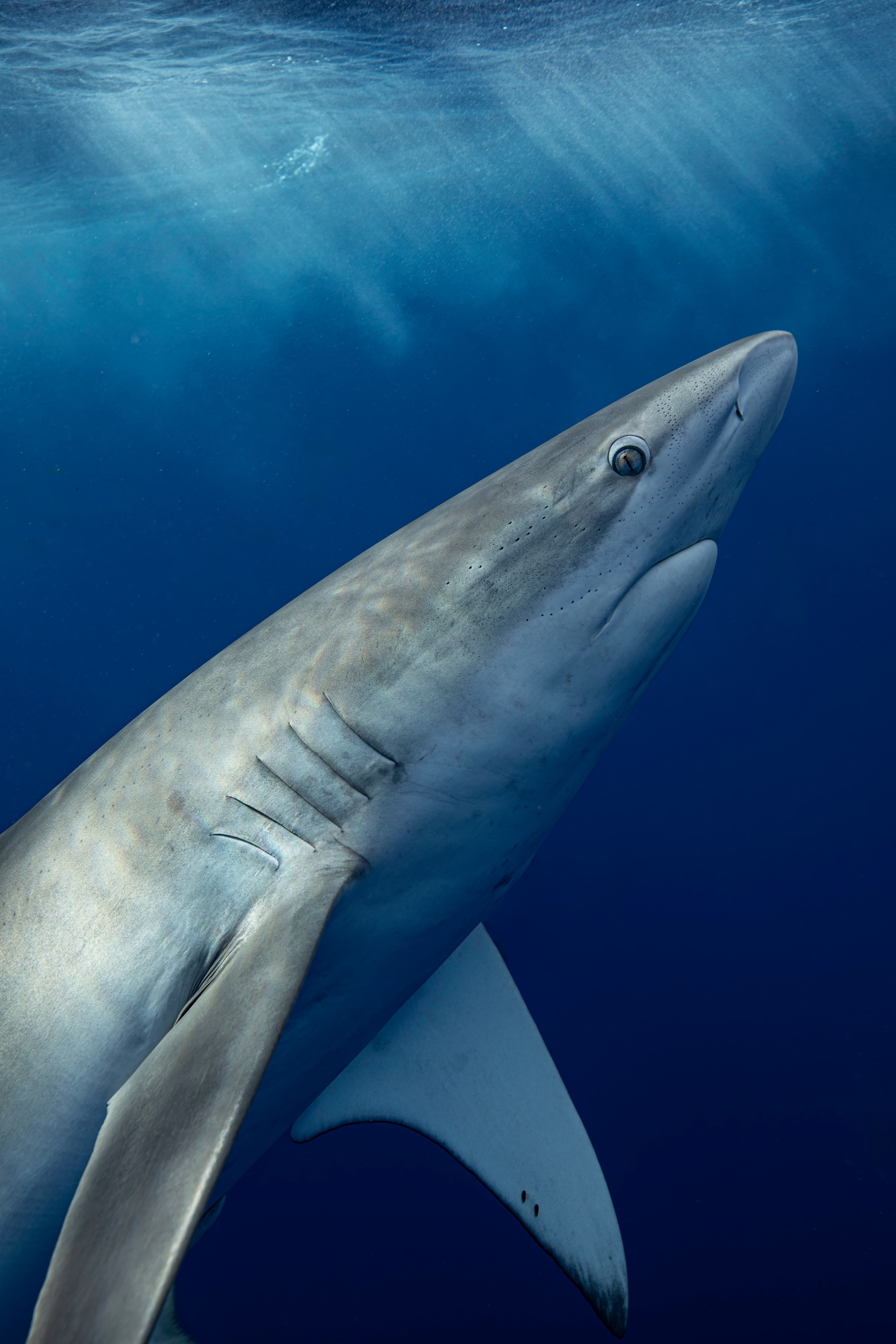 Great White Sharks