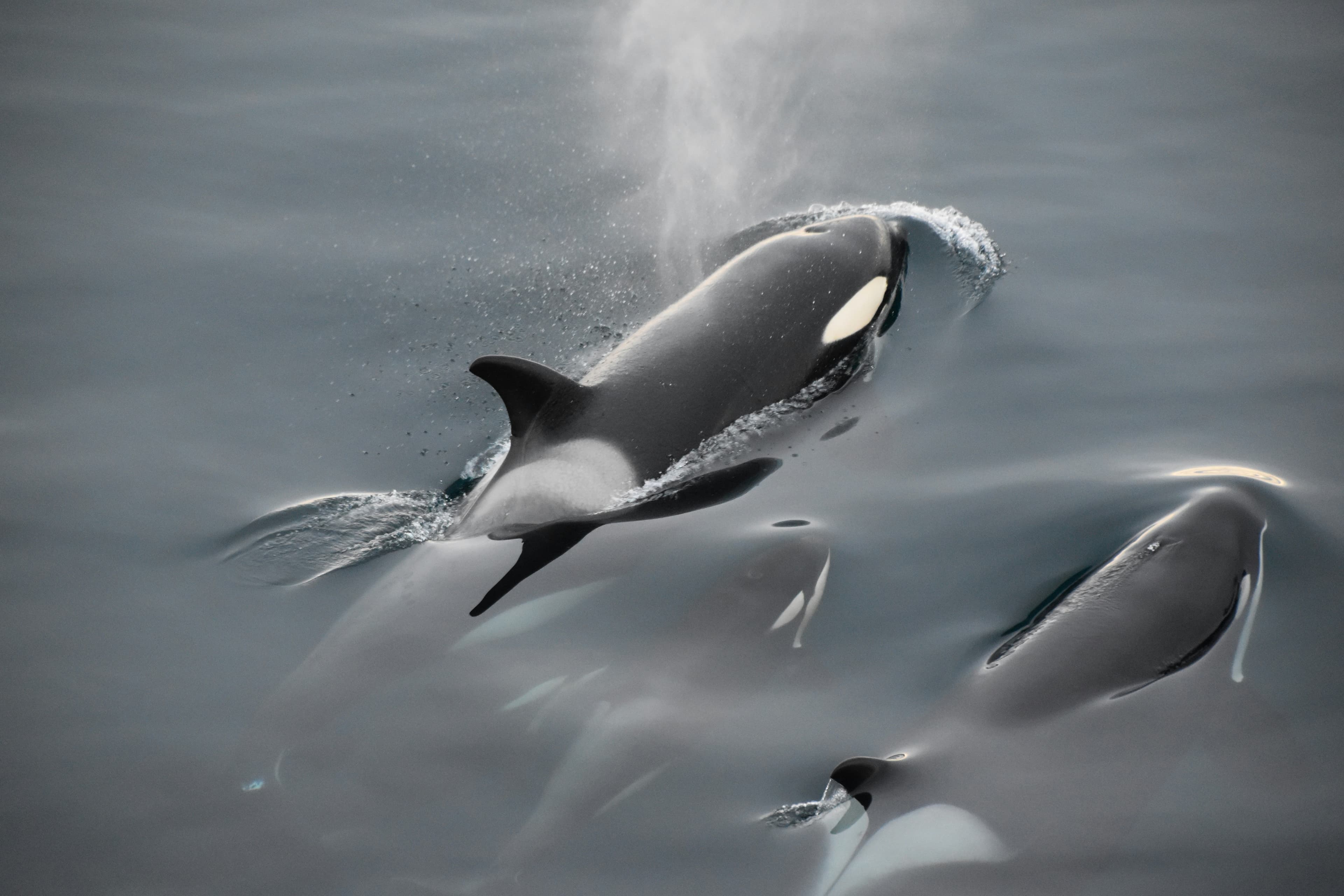 Orca in Norwegian Fjords